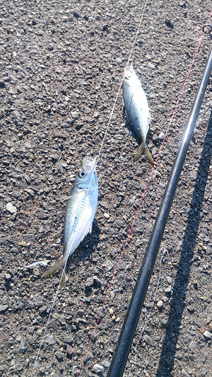 淡路島 洲本ブログ 冬の釣り ご提案