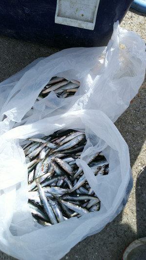播州姫路 釣遊記 サビキ釣り 赤穂
