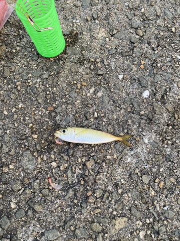 播州姫路 釣遊記 サビキ調査