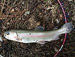 Img_0096_medium_2