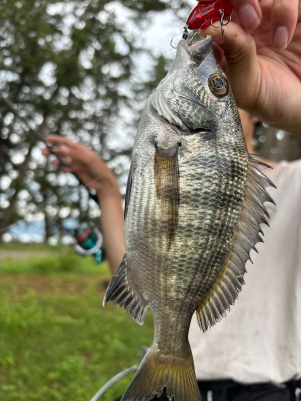 アングラーズ日本海ブログ : 天橋立チヌトップ！