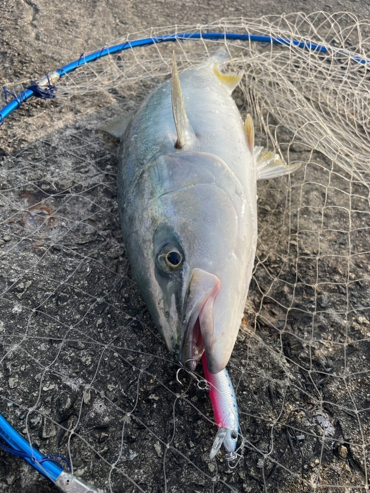 淡路島 洲本ブログ : ショアジギングで青物(`・ω・´)釣れ始めてます！！