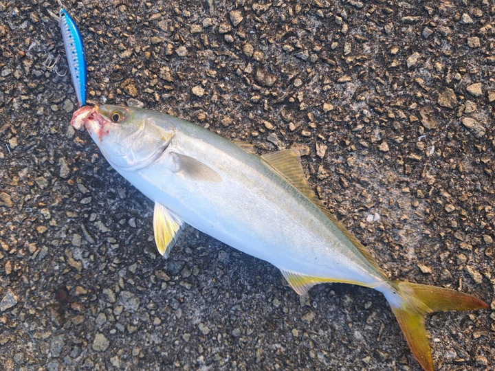 淡路島 洲本ブログ : ショアジギングで青物(`・ω・´)釣れ始めてます！！