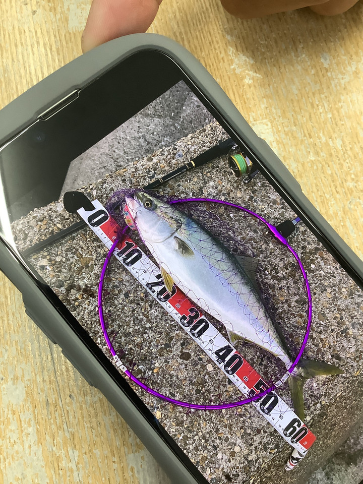 二見周辺エリア情報 : お客様釣果情報！青物！！！(^^♪