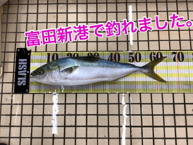 釣れるけん！愛媛ブログ ～ジャンプワールド～ : 週間釣り情報！＆富田