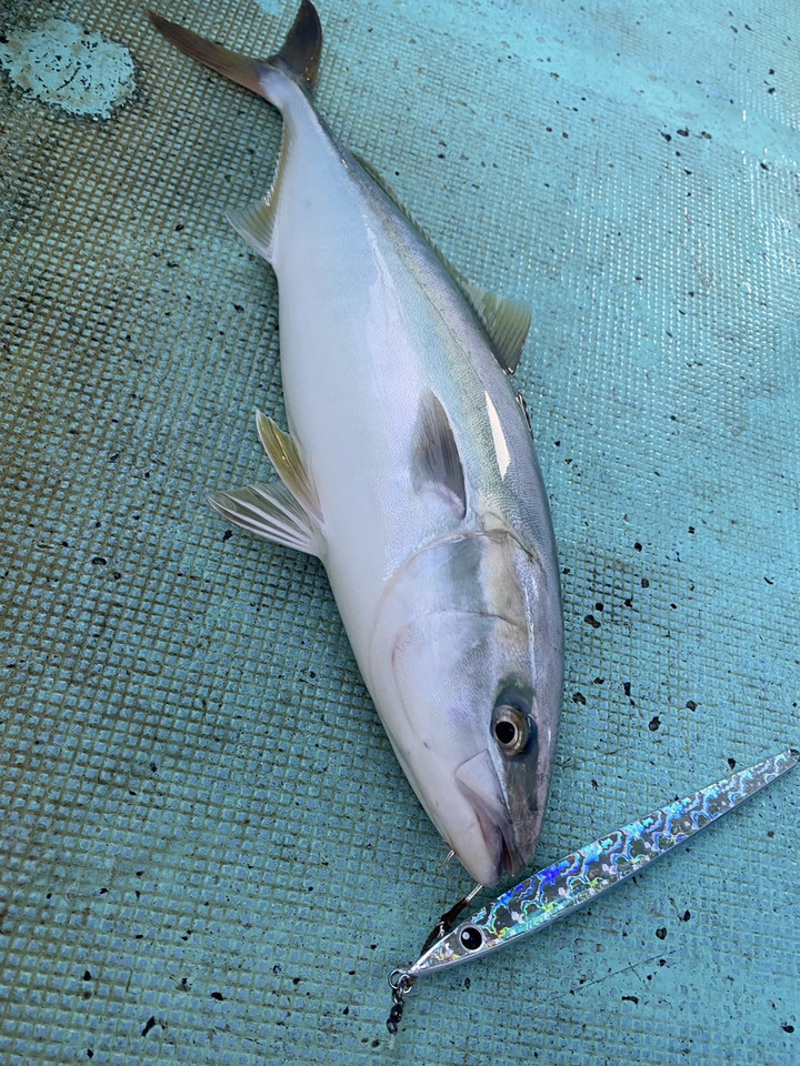 二見周辺エリア情報 : タチパターン？イワシパターン？な明石沖