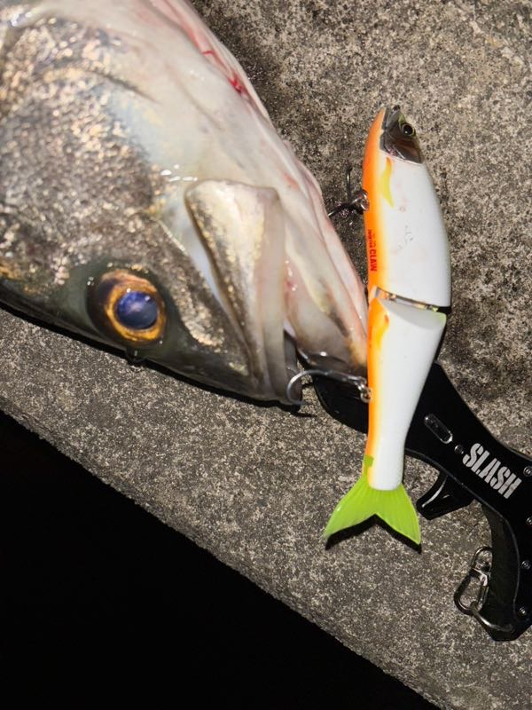 アングラーズ日本海ブログ : ビッグベイトシーバス！