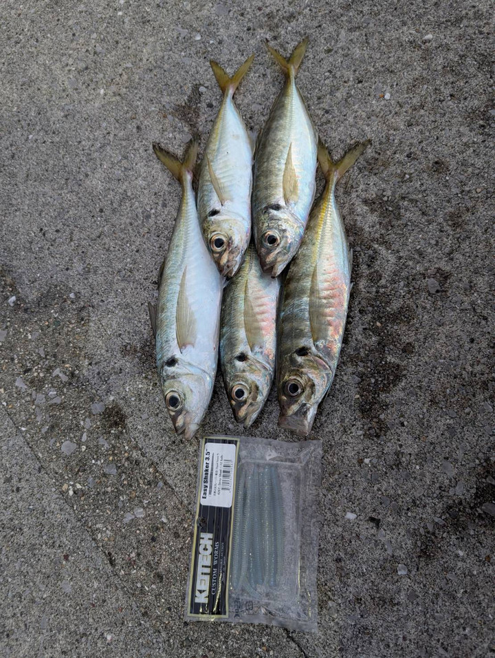 釣れるけん！愛媛ブログ ～ジャンプワールド～ : 佐田岬アジング