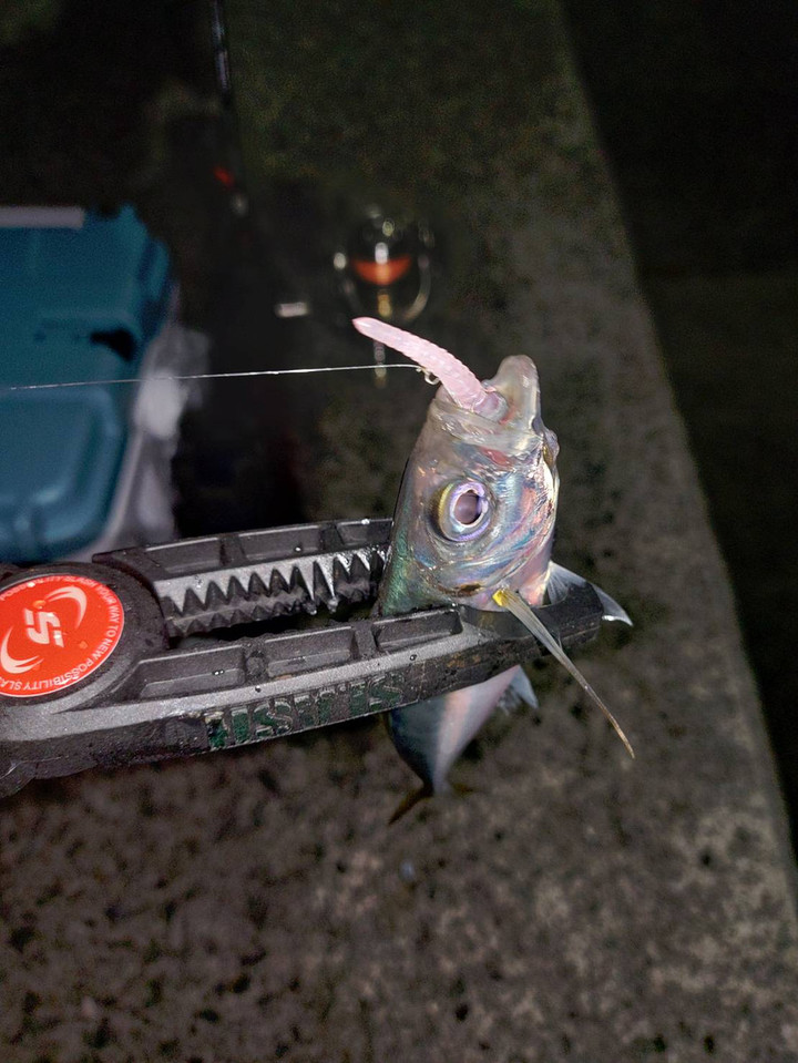 釣れるけん！愛媛ブログ ～ジャンプワールド～ : アジング釣行