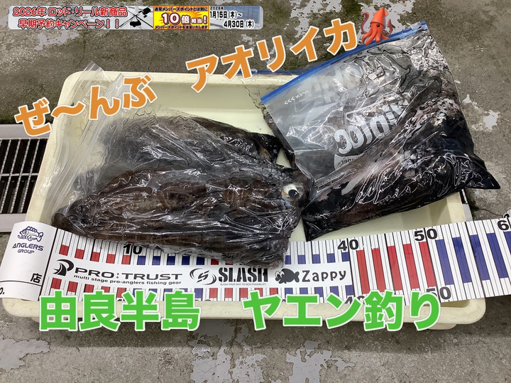 釣れるけん！愛媛ブログ ～ジャンプワールド～ : アオリイカ釣果情報