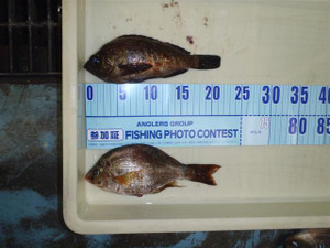 P8080017_small