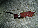 P1010072_medium