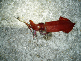 P1010075_medium