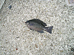 P1010306_medium_2
