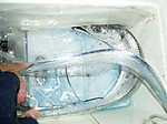 P1010350_medium