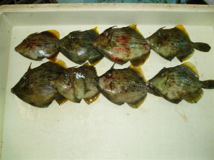 P1010362_medium_4
