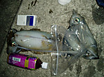 P1010356_medium