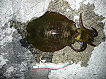 P1020188_medium