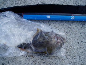 P1010379_medium