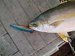 Pb110004_wince