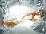P1011098_medium