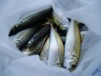 P1011104_small