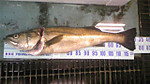 Dvc00016_small