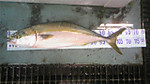 Dvc00017_small