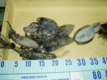 P1010093_medium