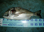 P1010103_small_2