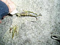 P1010185_medium