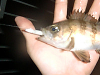 Cimg7617_large