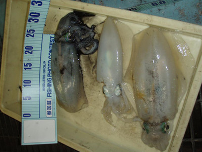 Pa263506_large