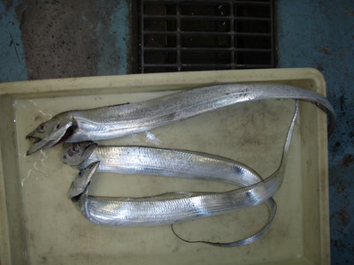 Pb023525