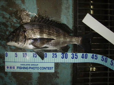 Pb023526