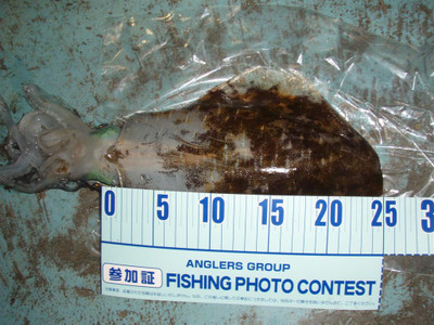 25_large