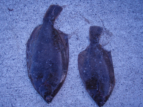 Pb103558