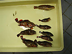 P5054372_small