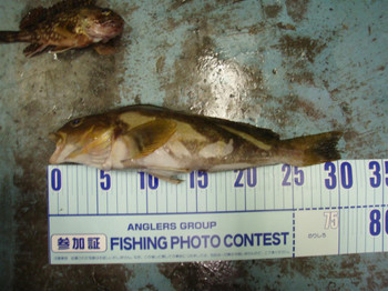 P5054375_large_3