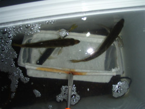 Pa045144_large
