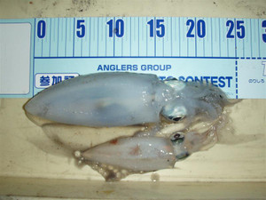 Pa095161_medium_2