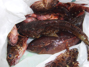 Photo_6