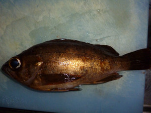 P1000095_large