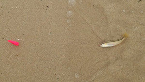 Dsc_0450_small