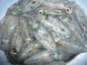 Photo_15