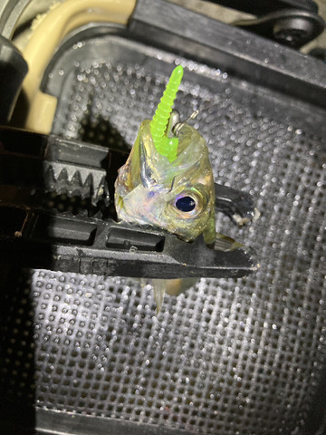 589236266626187571 589236266626187571