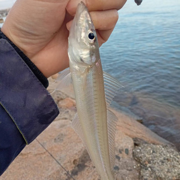 594188602524041647_medium