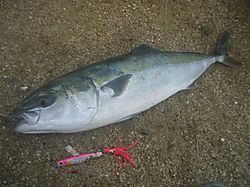 20100705_01_03_small