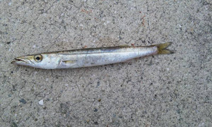 Photo_2