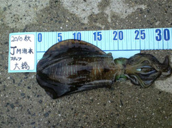 Ca3c0877_small